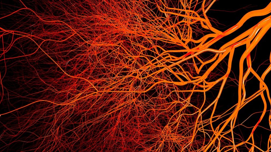 Nanoparticles cruising through blood vessels (illustrated) may distract immune cells from harming the brain after an injury, a study in mice suggests.