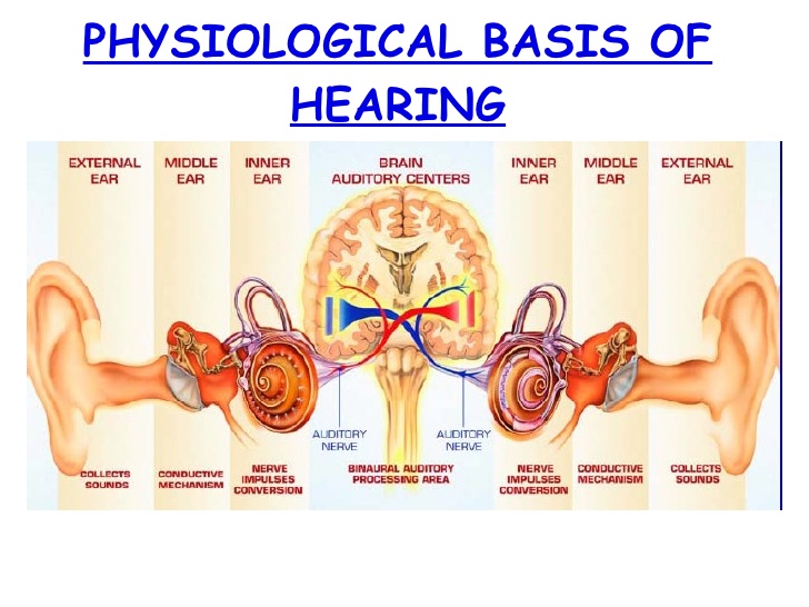 Hear system. Бинарный слух. Hearing Physiology. Physiological. Physiological basis of attention.